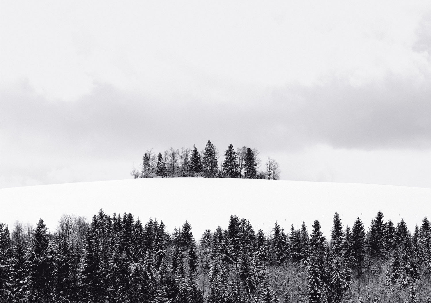 <tc>Schwarz. Wald. Weiß.</tc>