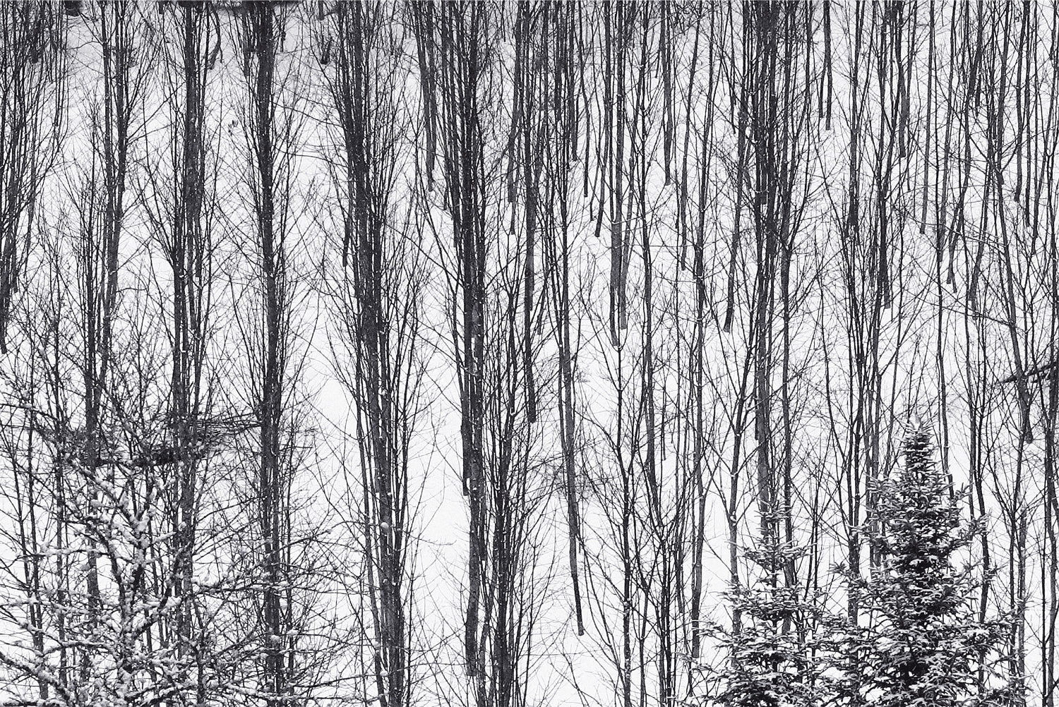 <tc>Schwarz. Wald. Weiß.</tc>