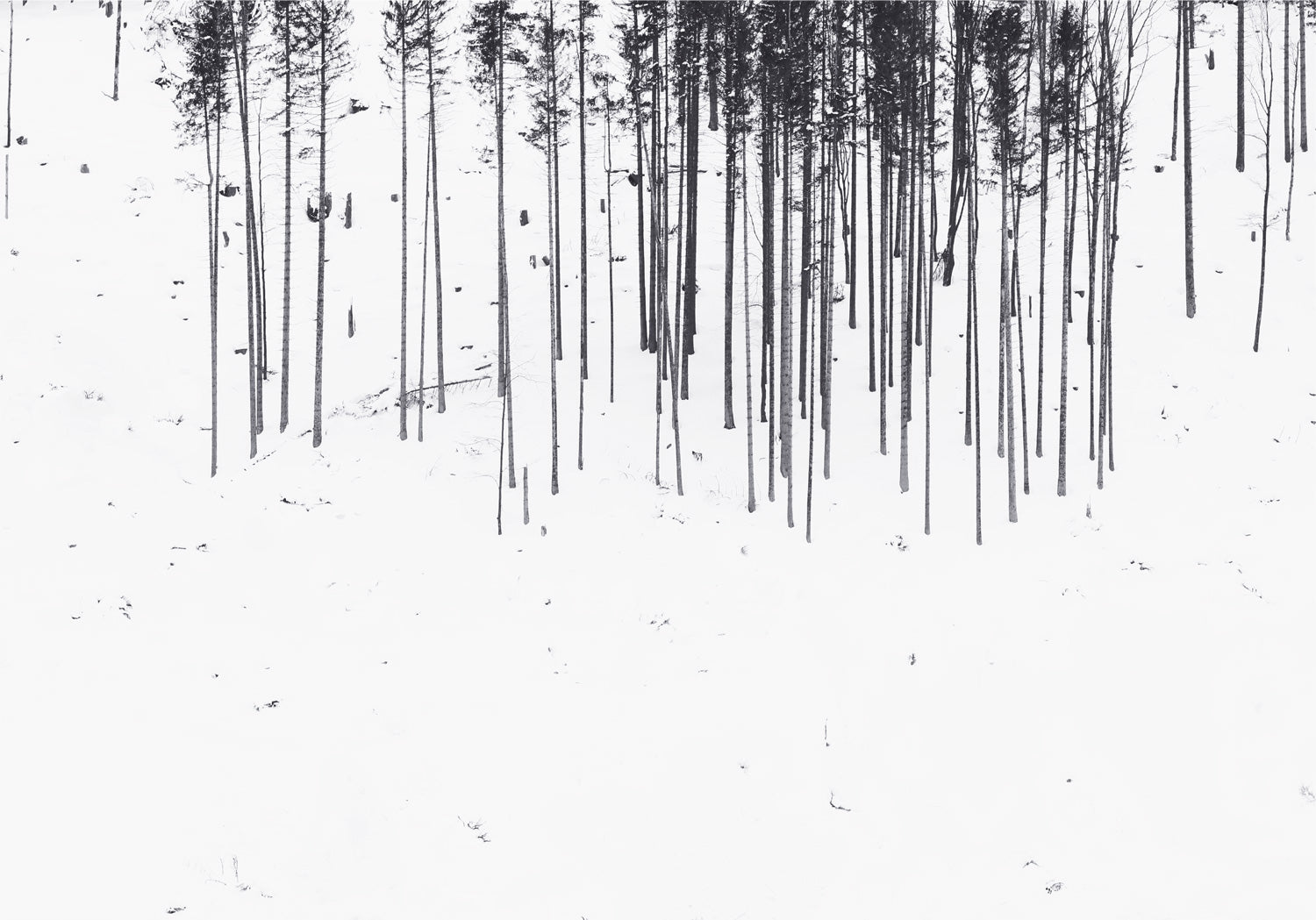 <tc>Schwarz. Wald. Weiß.</tc>