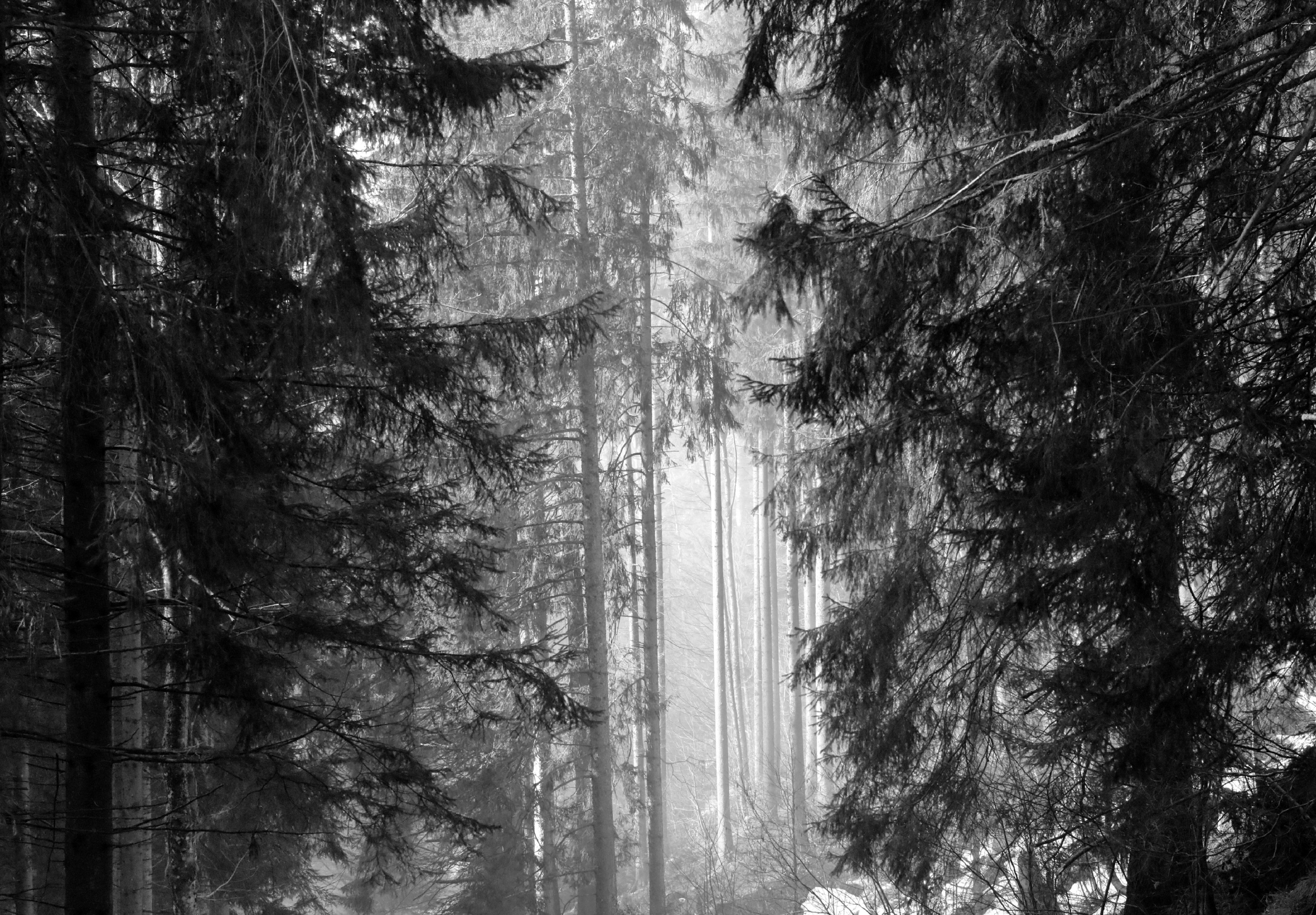 <tc>Schwarz. Wald. Land.</tc>