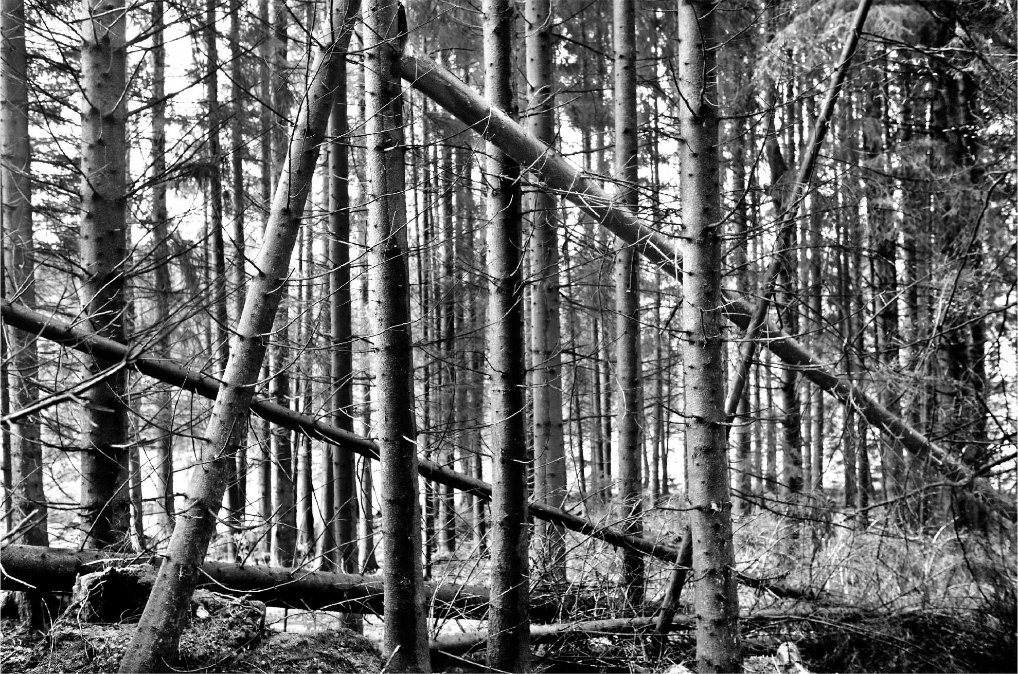 <tc>Schwarz. Wald. Land.</tc>
