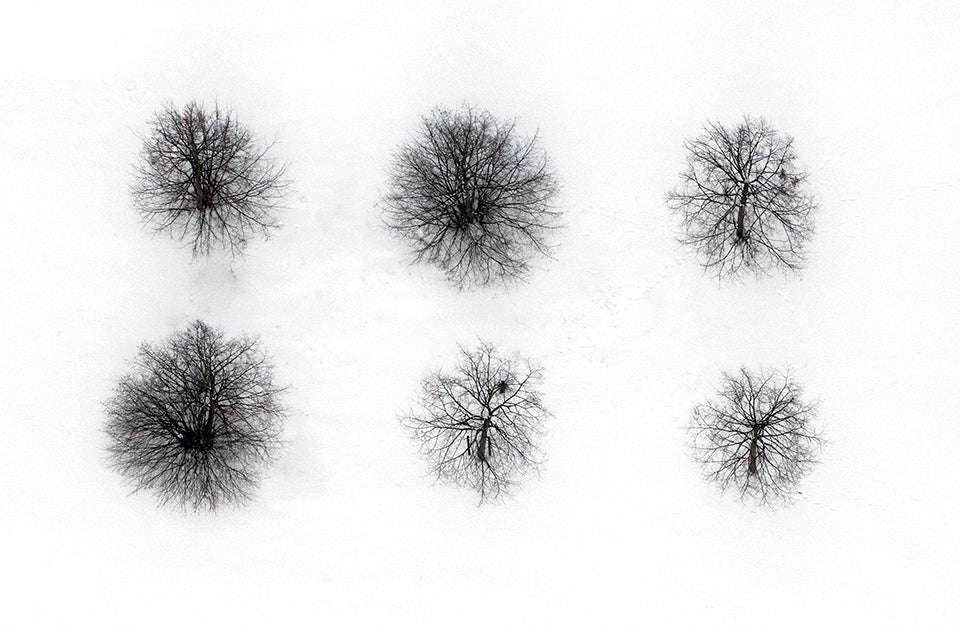 White Album