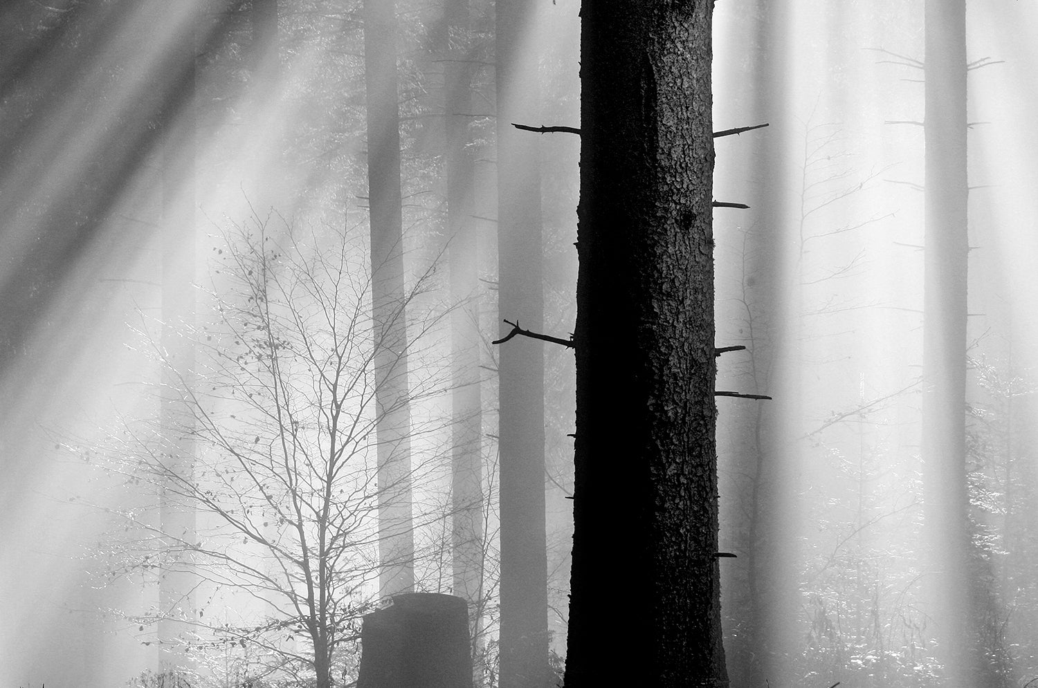 <tc>Schwarz. Wald. Land.</tc>