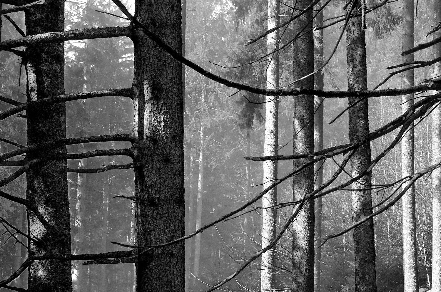<tc>Schwarz. Wald. Land.</tc>