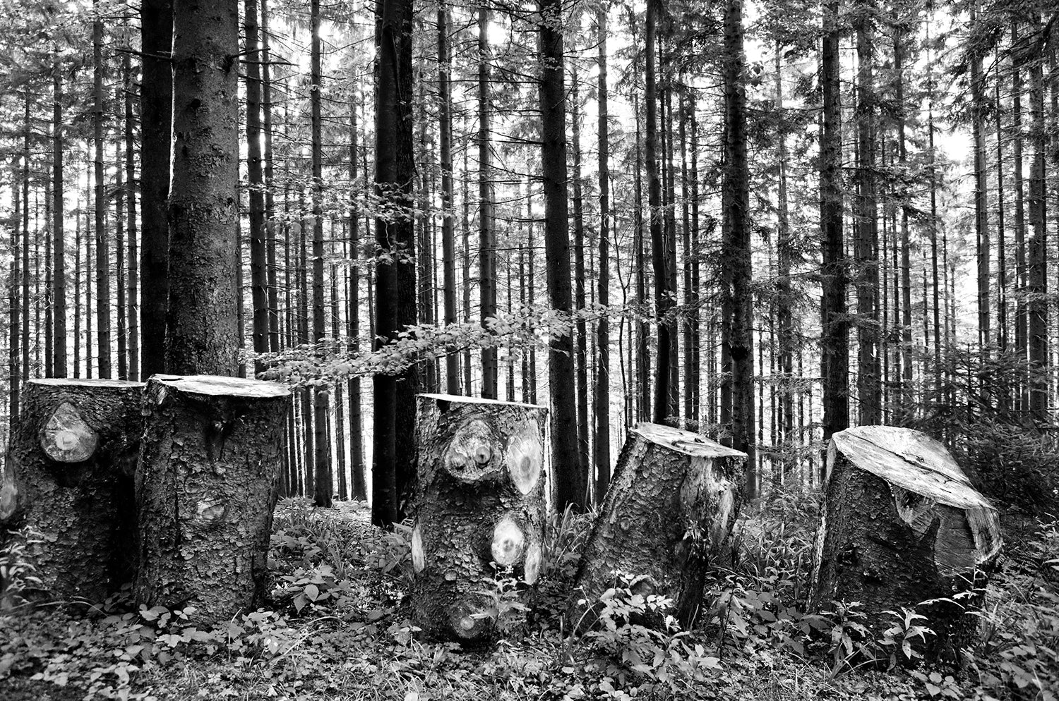 <tc>Schwarz. Wald. Land.</tc>