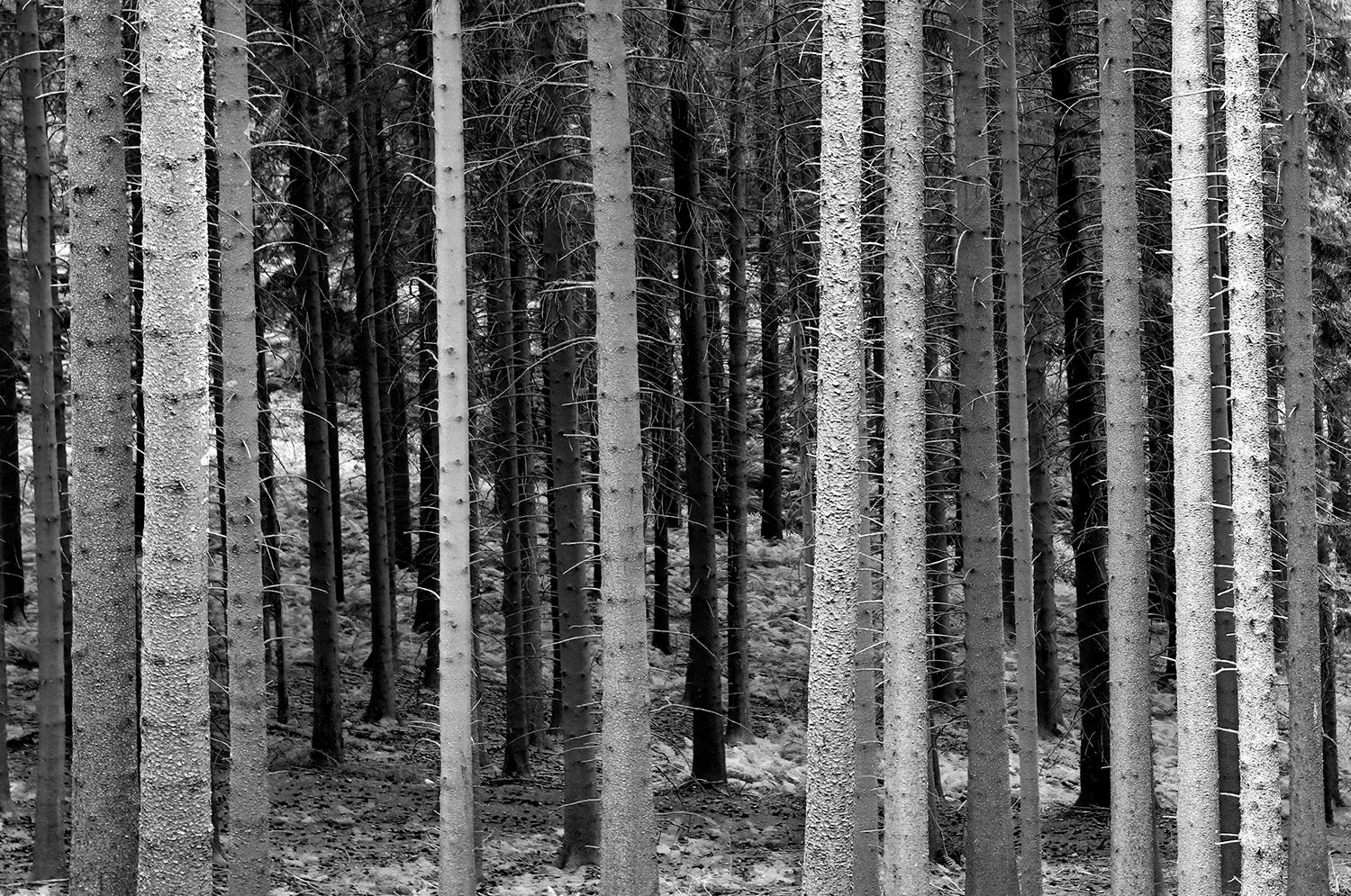 <tc>Schwarz. Wald. Land.</tc>
