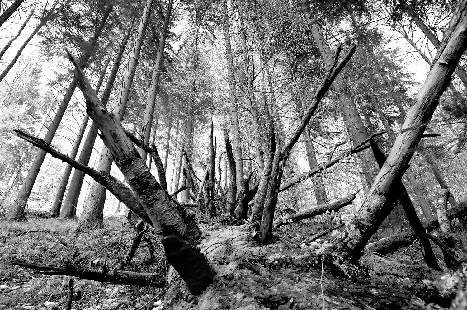 <tc>Schwarz. Wald. Land.</tc>