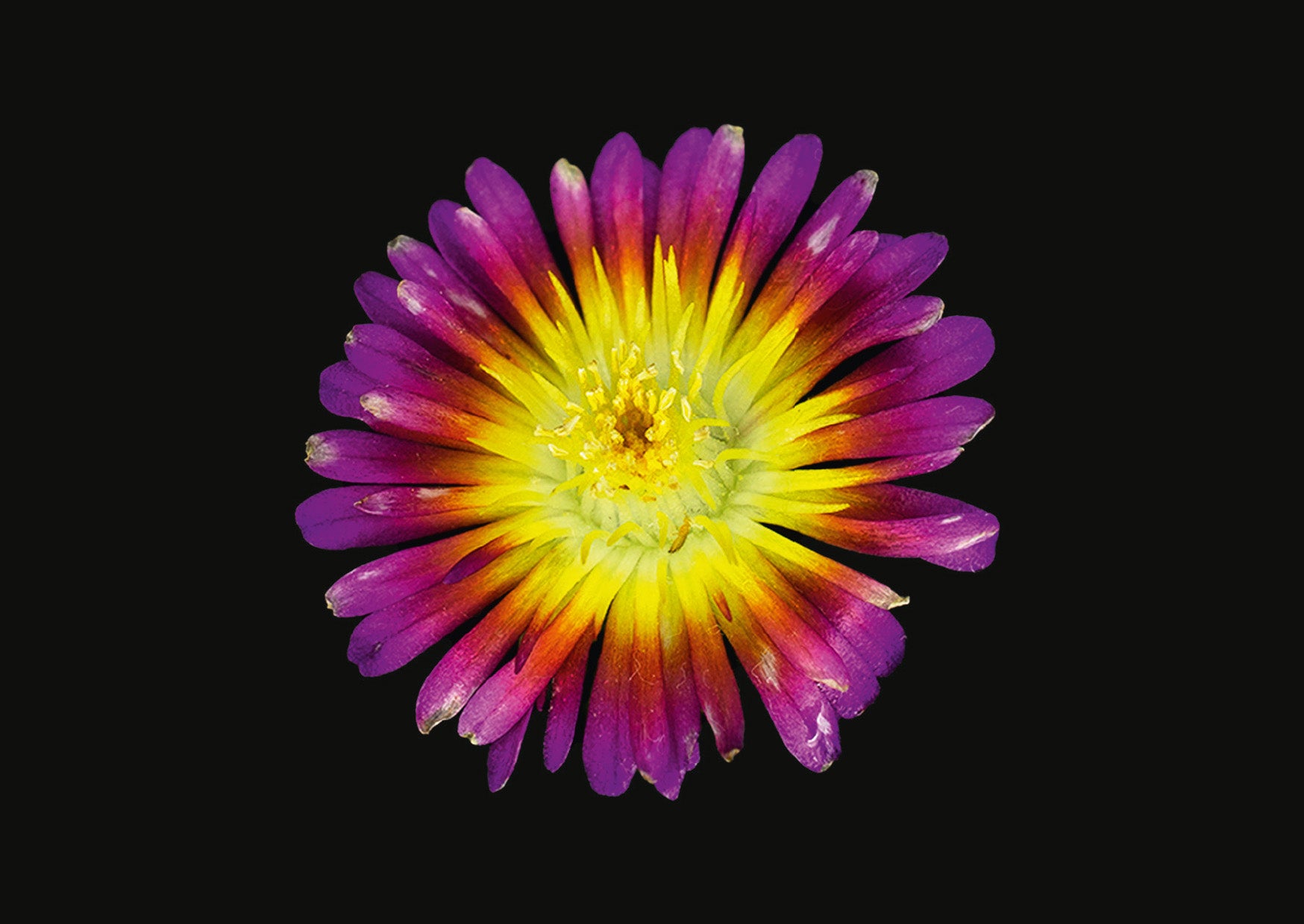 The Blooming Book