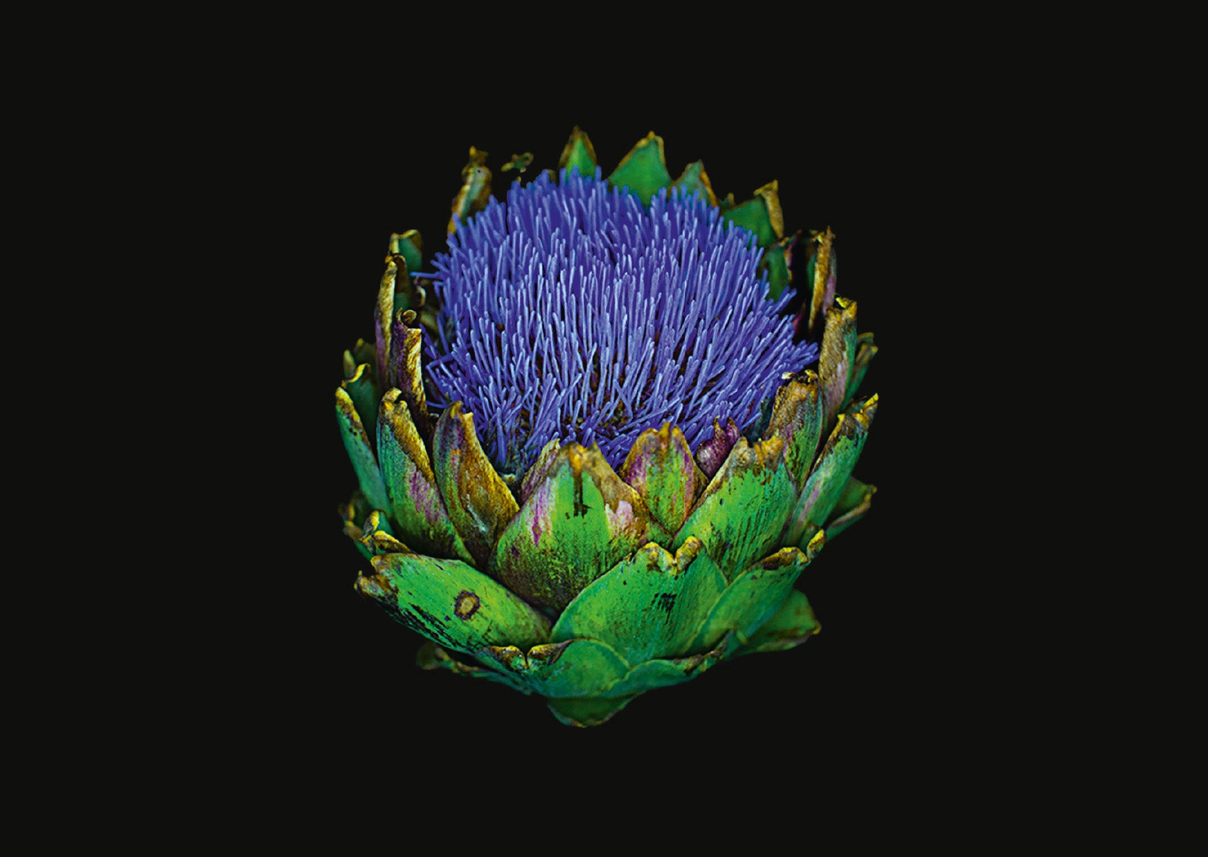 The Blooming Book