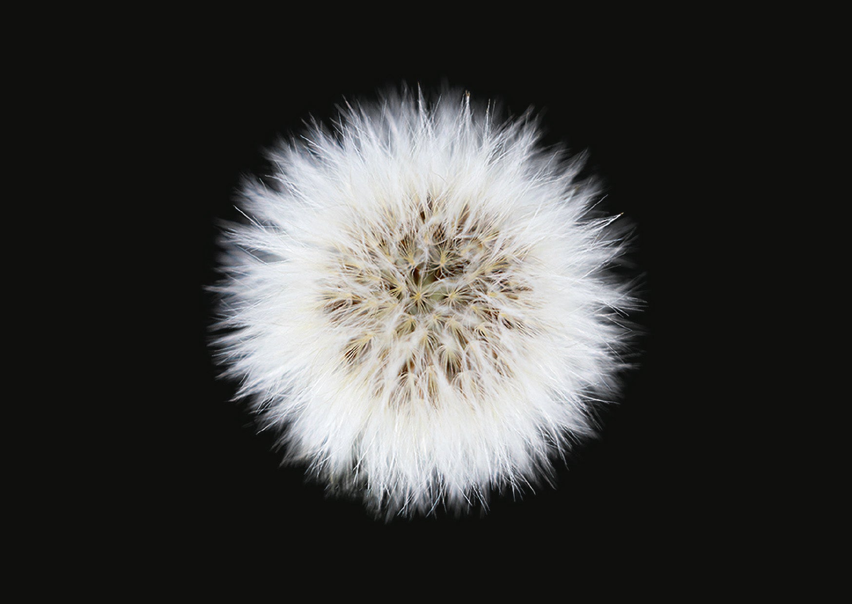 The Blooming Book