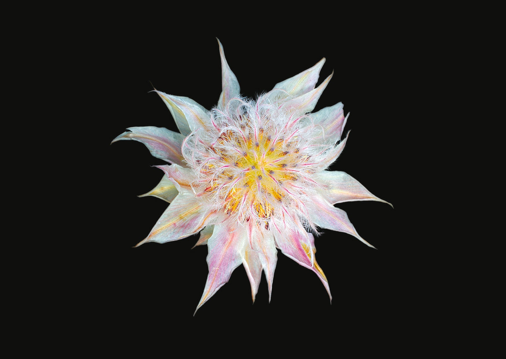 The Blooming Book