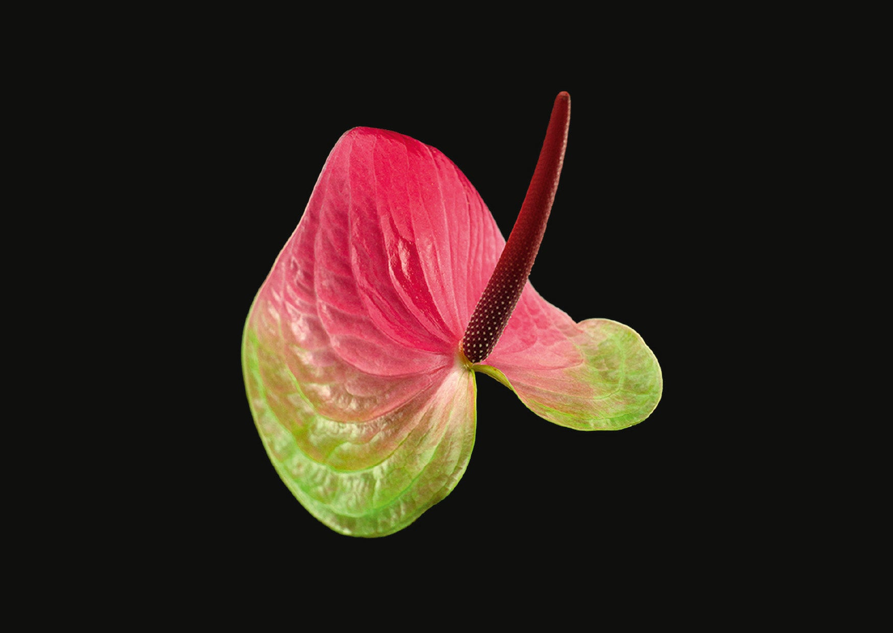 The Blooming Book