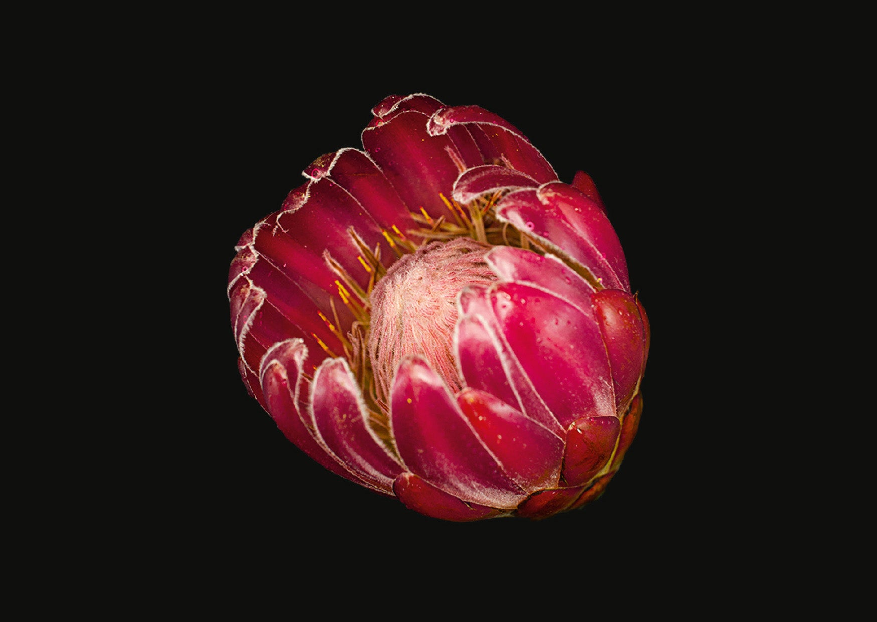 The Blooming Book